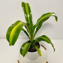 Load image into Gallery viewer, HAPPY Plant in a Ceramic Planter