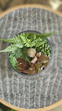 Load image into Gallery viewer, Emily Terrarium