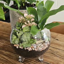 Load image into Gallery viewer, Footed Glass Terrarium -Top Opening