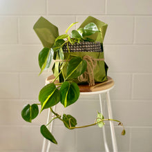 Load image into Gallery viewer, Philodendron Brasil in a Wicker Basket