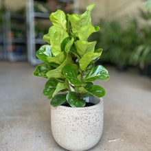 Load image into Gallery viewer, Ficus Lyrata Bambino ‘Fiddle Leaf Fig Bambino’ in a Ceramic Pot