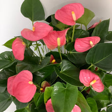 Load image into Gallery viewer, Lush Anthurium Planter... Perfect for any special Occasion!