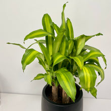 Load image into Gallery viewer, Multi-Stem Happy Plant in a Gorgeous Planter