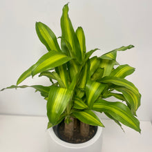 Load image into Gallery viewer, Multi-Stem Happy Plant in a Gorgeous Planter