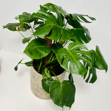 Load image into Gallery viewer, Monstera Deliciosa in Gorgeous Planter