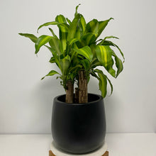 Load image into Gallery viewer, Multi-Stem Happy Plant in a Gorgeous Planter