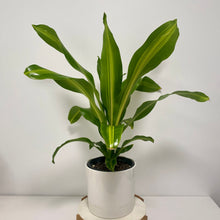 Load image into Gallery viewer, HAPPY Plant in a Ceramic Planter