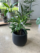 Load image into Gallery viewer, Rhapis “Lady Palm”