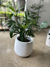 Load image into Gallery viewer, Rhapis “Lady Palm”