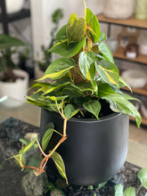 Load image into Gallery viewer, Philodendron Brasil in a Lightweight Pot