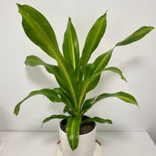 Load image into Gallery viewer, HAPPY Plant in a Ceramic Planter