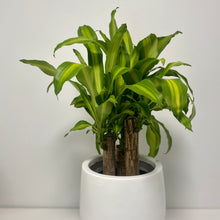 Load image into Gallery viewer, Multi-Stem Happy Plant in a Gorgeous Planter