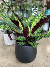 Load image into Gallery viewer, Rattlesnake plant "insignis" in a lightweight indoor/outdoor planter