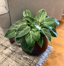 Load image into Gallery viewer, Large Philodendron Birkin