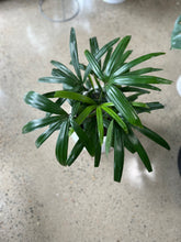 Load image into Gallery viewer, Rhapis “Lady Palm”
