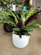 Load image into Gallery viewer, Rattlesnake plant "insignis" in a lightweight indoor/outdoor planter