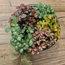 Load image into Gallery viewer, Fittonia Glass Bowl