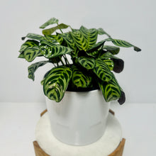 Load image into Gallery viewer, Large Ctananthe “Burle Marxii” in a Stylish Pot