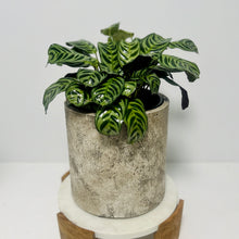 Load image into Gallery viewer, Large Ctananthe “Burle Marxii” in a Stylish Pot