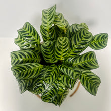 Load image into Gallery viewer, Large Ctananthe “Burle Marxii” in a Stylish Pot