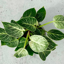 Load image into Gallery viewer, Large Philodendron Birkin