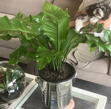 Load image into Gallery viewer, Lush Bird’s Nest, Sparkling wine & Champagne Bucket for a Total Spoil!