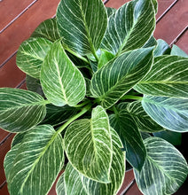 Load image into Gallery viewer, Large Philodendron Birkin