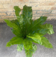 Load image into Gallery viewer, Lush Bird’s Nest, Sparkling wine & Champagne Bucket for a Total Spoil!