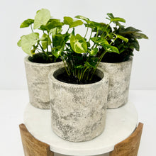 Load image into Gallery viewer, Syngonium Desk Trio