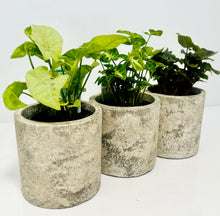 Load image into Gallery viewer, Syngonium Desk Trio