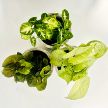 Load image into Gallery viewer, Syngonium Desk Trio
