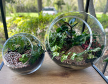 Load image into Gallery viewer, Side opening Round Terrarium with Ivy, Fittonias and feature Stones
