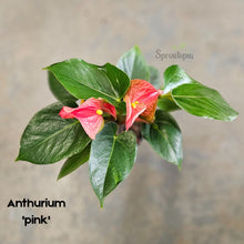 Load image into Gallery viewer, Flowering Anthurium in a Ceramic Pot- Medium
