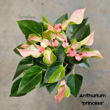 Load image into Gallery viewer, Flowering Anthurium in a Ceramic Pot- Medium