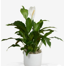 Load image into Gallery viewer, Special Occassion! - Deluxe Seagrass Planter Gift Hamper