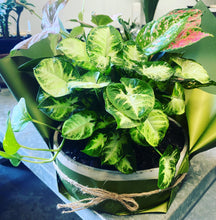 Load image into Gallery viewer, Stunning Syngonium Planter