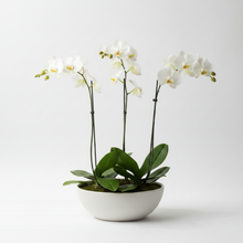 Load image into Gallery viewer, 3 Magnificent Potted Orchid Bowl