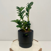Load image into Gallery viewer, Zanzibar "Zenzii" in a Ceramic Pot