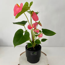 Load image into Gallery viewer, Flowering Anthurium in a Ceramic Pot- Medium