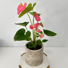 Load image into Gallery viewer, Flowering Anthurium in a Ceramic Pot
