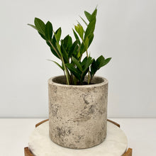 Load image into Gallery viewer, Zanzibar "ZZ" "Little Gem" in a Ceramic Pot