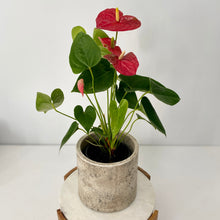 Load image into Gallery viewer, Flowering Anthurium in a Ceramic Pot- Medium