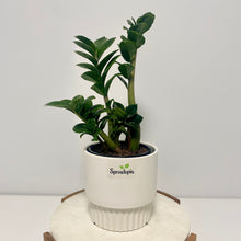 Load image into Gallery viewer, Zanzibar "Zenzii" in a Ceramic Pot