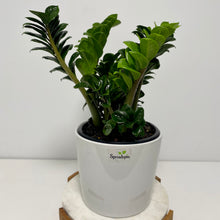Load image into Gallery viewer, Zanzibar "Zenzii" in a Ceramic Pot