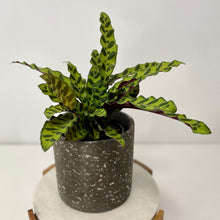 Load image into Gallery viewer, Calathea Insignis in a Ceramic Pot
