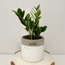 Load image into Gallery viewer, Zanzibar "ZZ" "Little Gem" in a Ceramic Pot