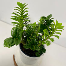 Load image into Gallery viewer, Zanzibar "Zenzii" in a Ceramic Pot