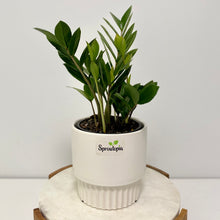 Load image into Gallery viewer, Zanzibar "ZZ" "Little Gem" in a Ceramic Pot