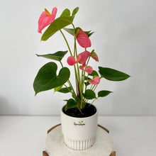 Load image into Gallery viewer, Flowering Anthurium in a Ceramic Pot- Medium