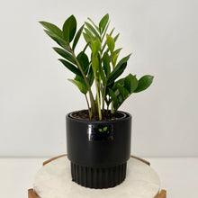 Load image into Gallery viewer, Zanzibar "ZZ" "Little Gem" in a Ceramic Pot